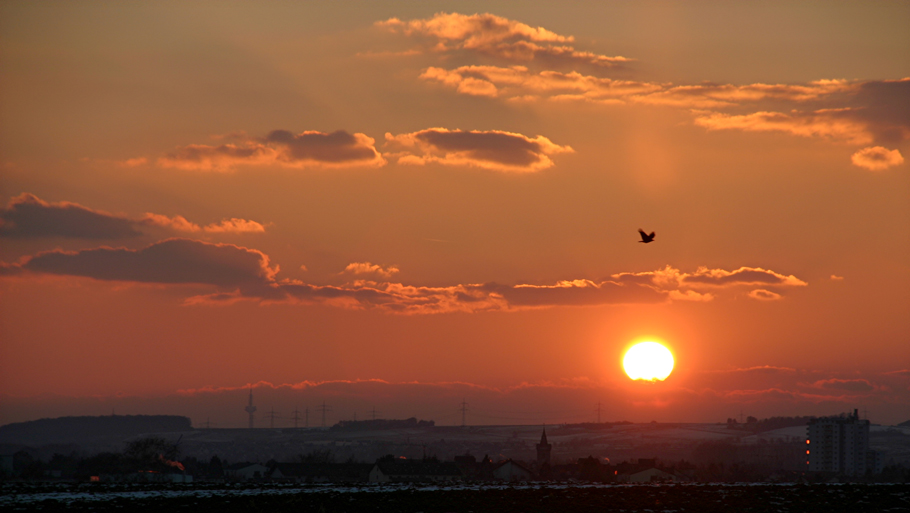 Sunsetbird