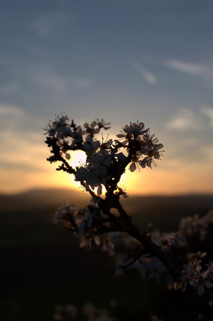 Sunsetblooms