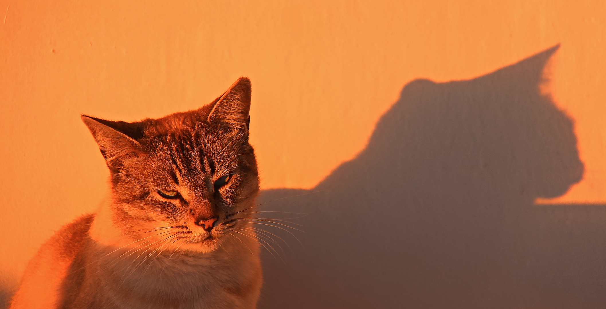 SunSetCat