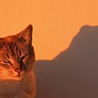 SunSetCat