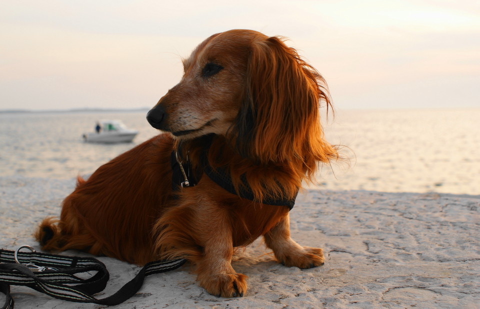 [...SunsetDog...]