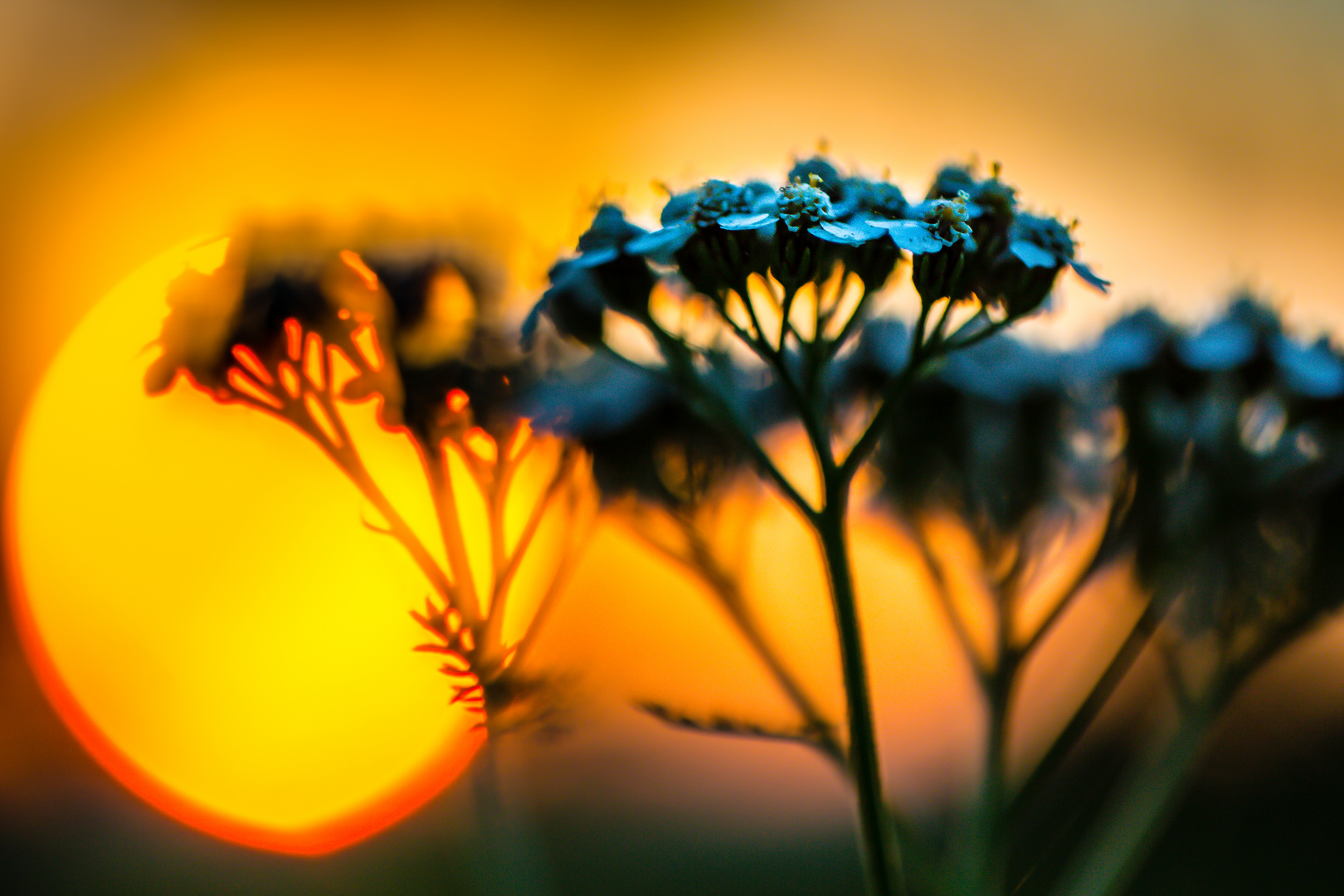 Sunsetflower 1