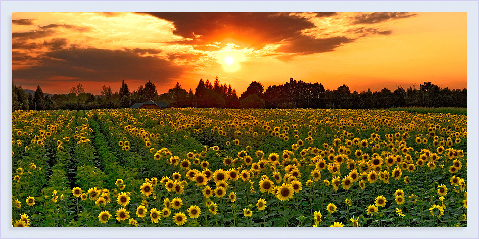 sunset&sunflowers