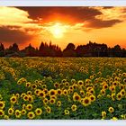 sunset&sunflowers