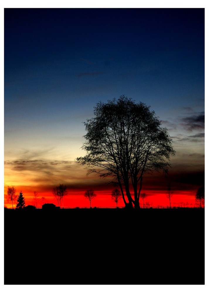 -sunset_tree-