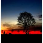 -sunset_tree-