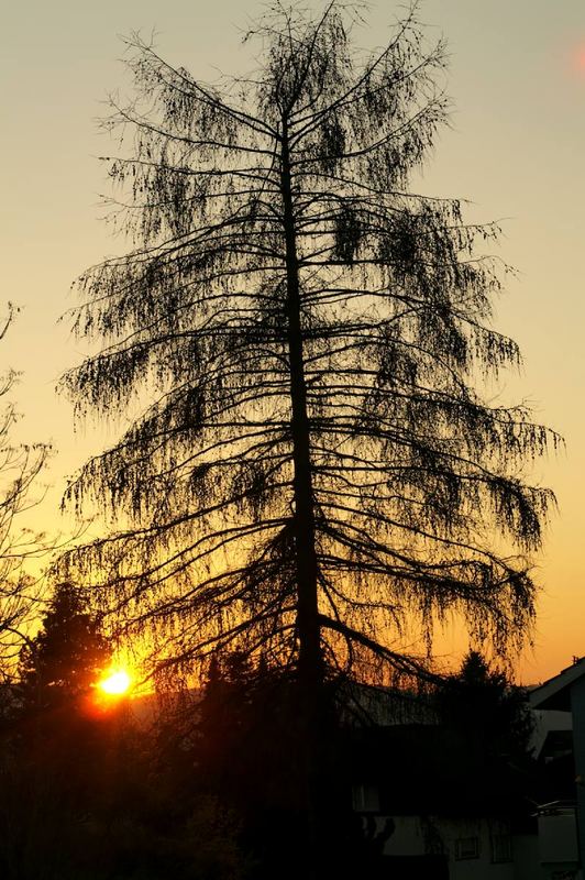Sunsettree