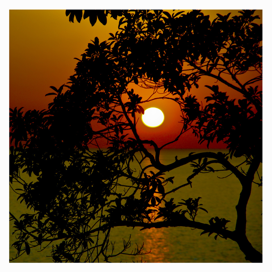 Sunsettree in Thailand
