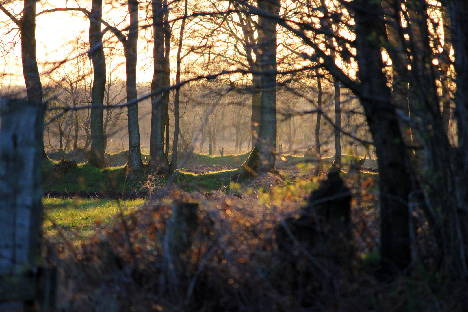 Sunset_Trees