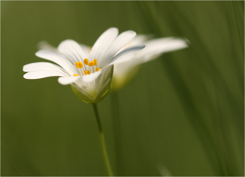 sunshine von Mareen R.