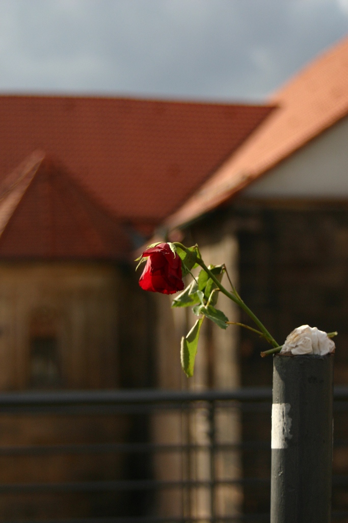 sunshine and roses