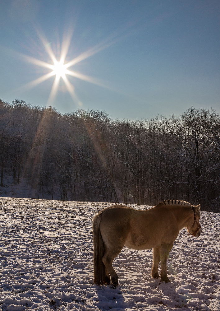 Sunshine