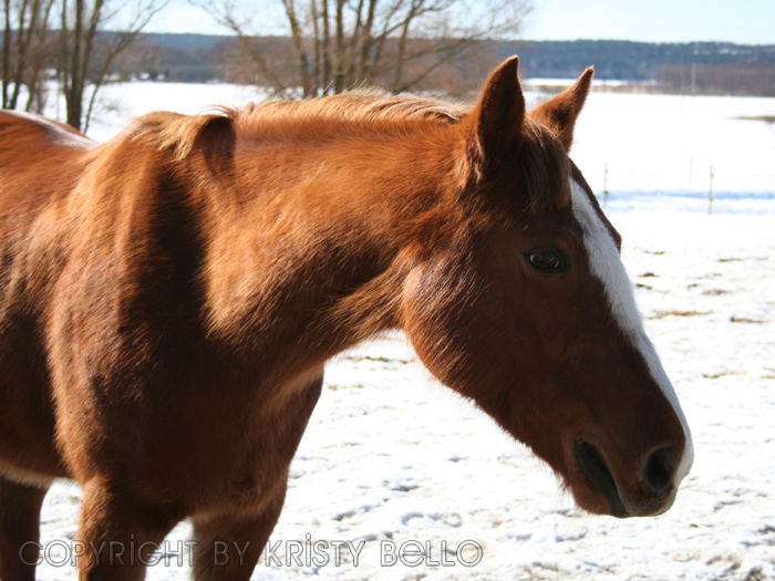 Sunshine Chestnut