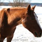 Sunshine Chestnut