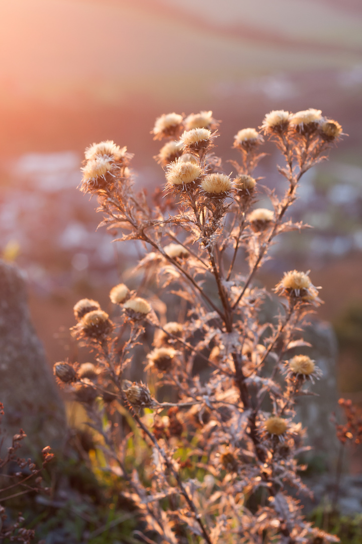 Sunshine Distel