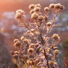 Sunshine Distel