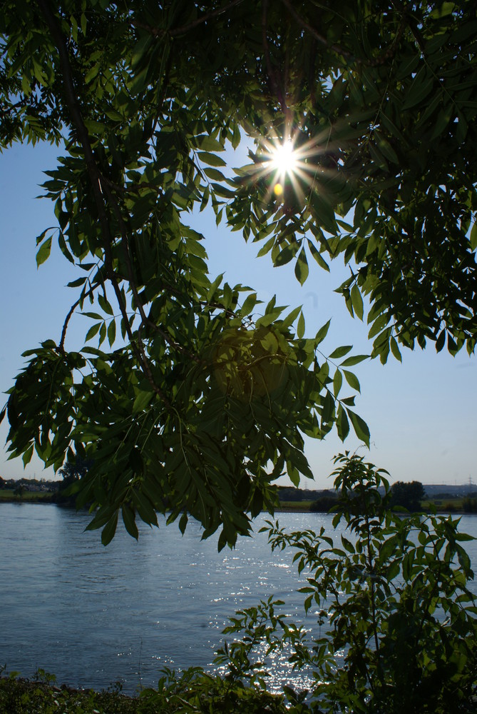 Sunshine Feeling am Rhein