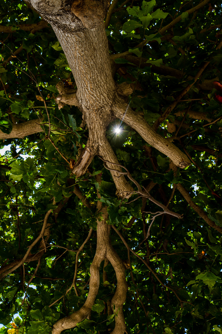 Sunshine filtering through foliage on the beach