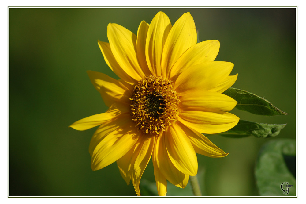 Sunshine Flower