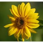 Sunshine Flower