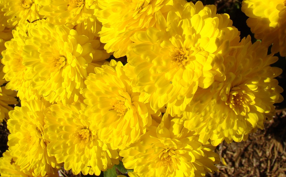 Sunshine Flowers