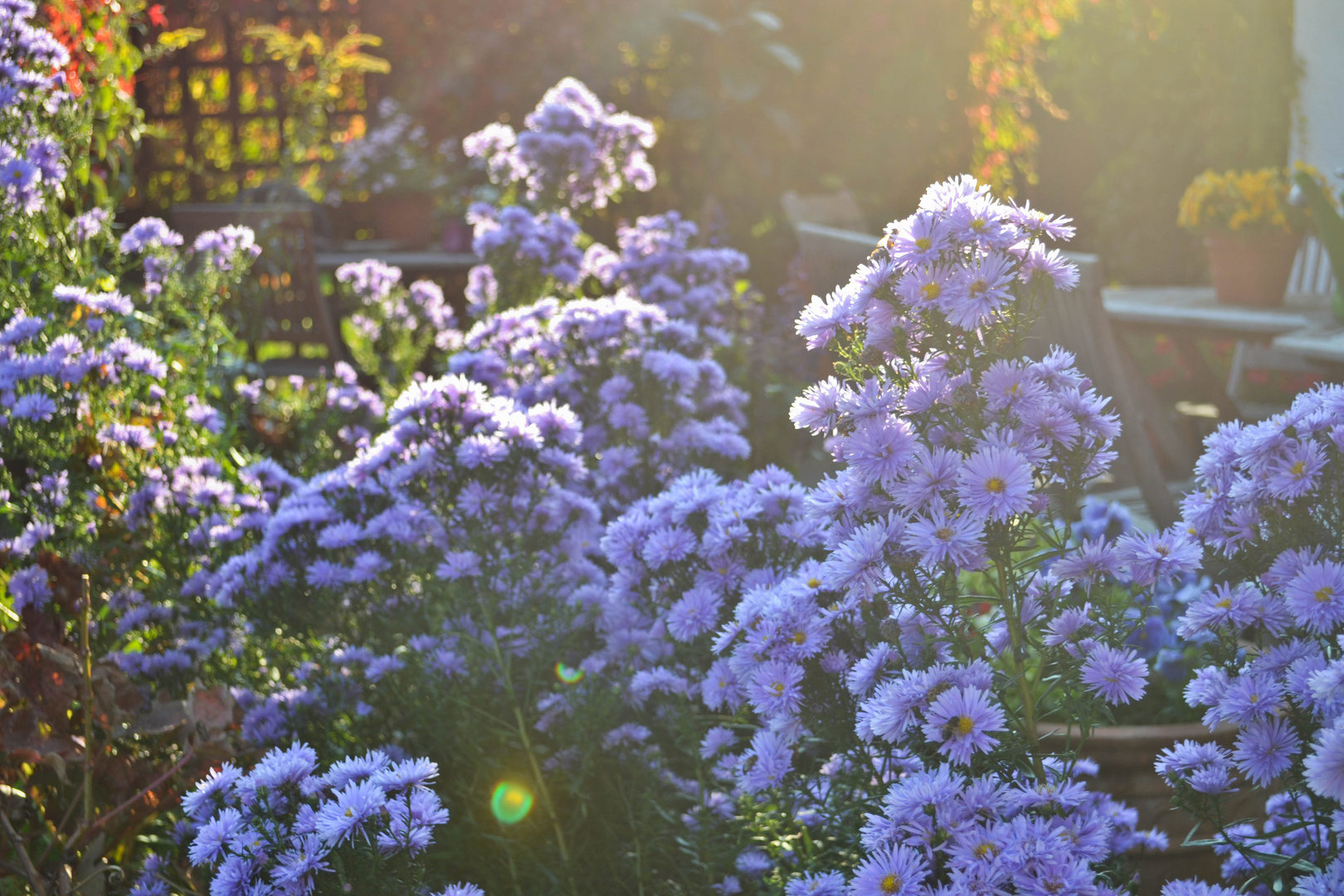 Sunshine Flowers