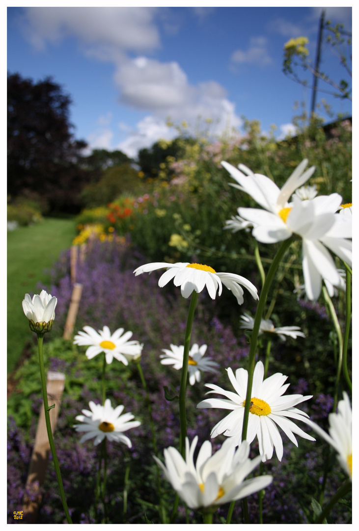 Sunshine for our Daisy...