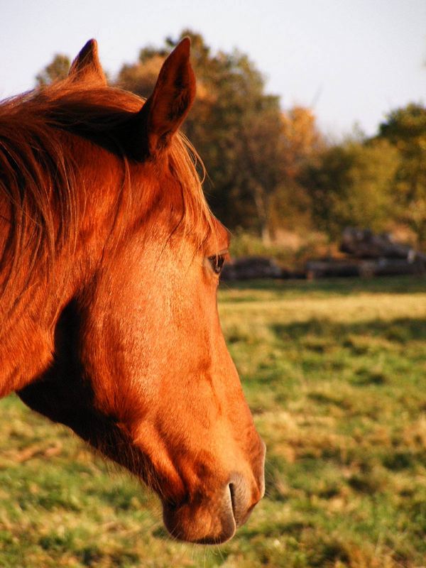 Sunshine horse