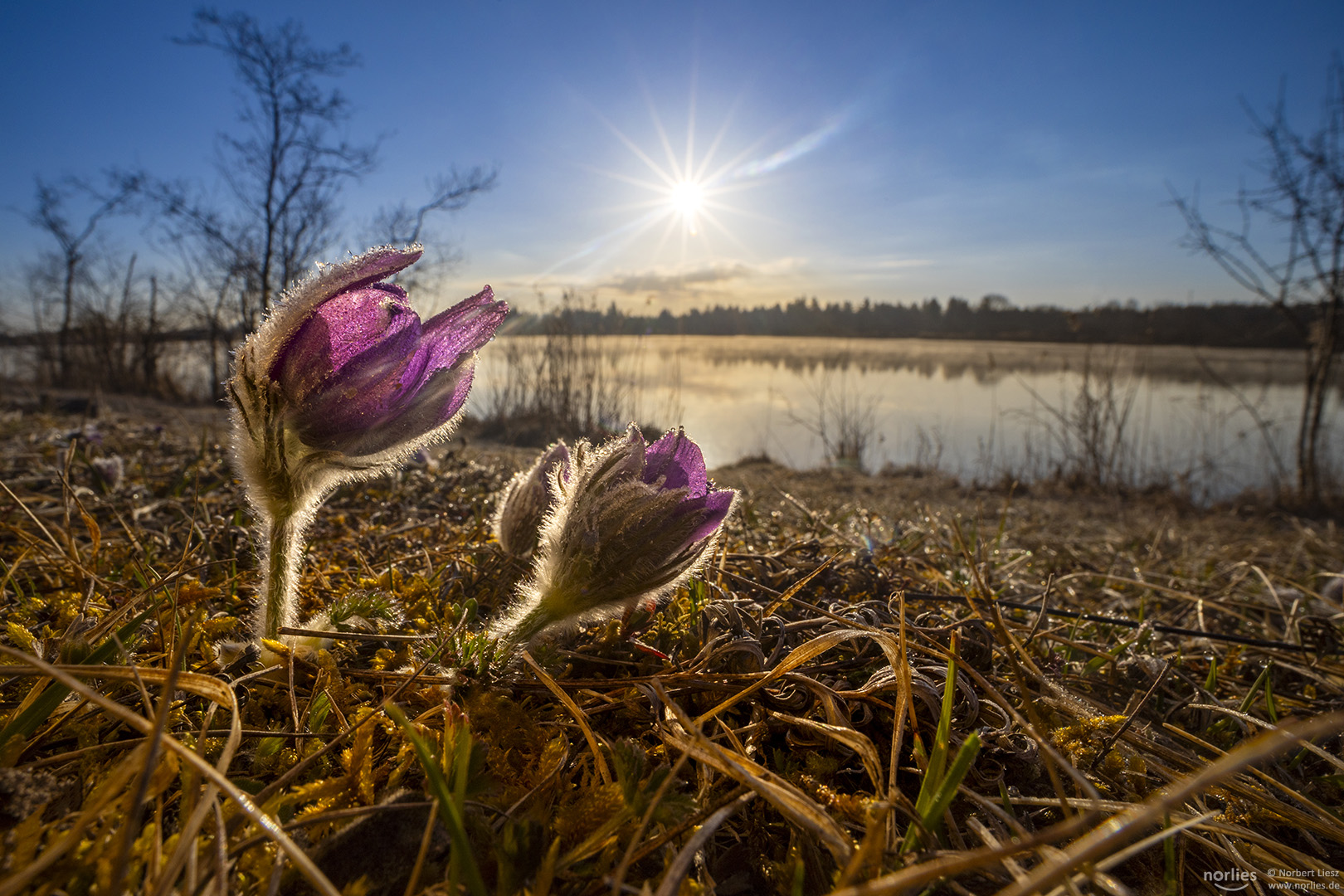 sunshine over pulsatilla