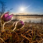 sunshine over pulsatilla