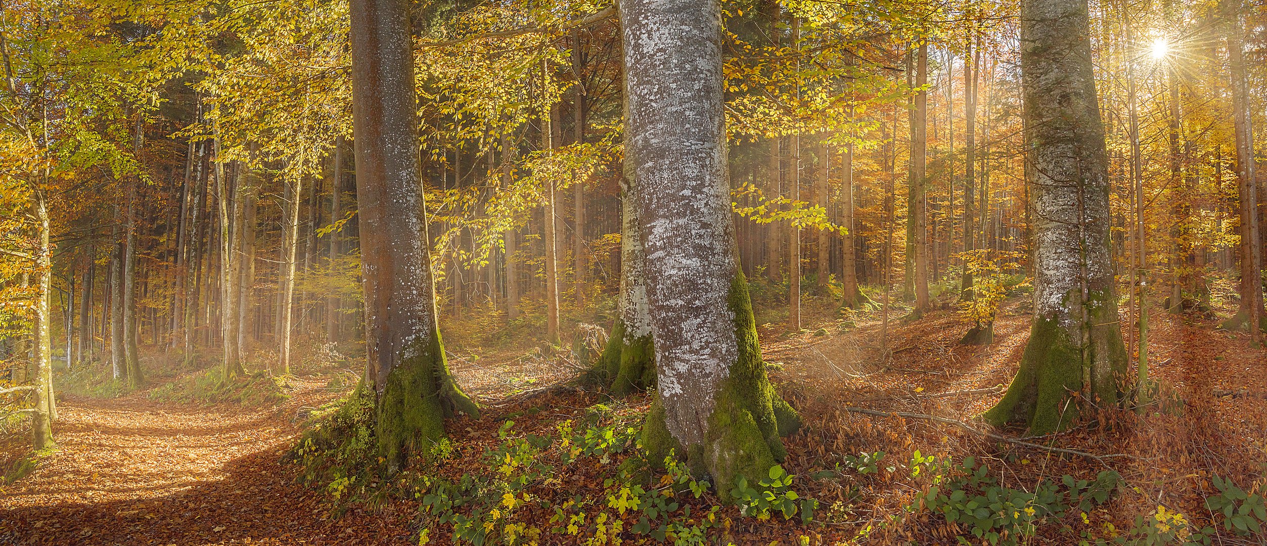 Sunshine through autumn forest