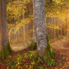 Sunshine through autumn forest