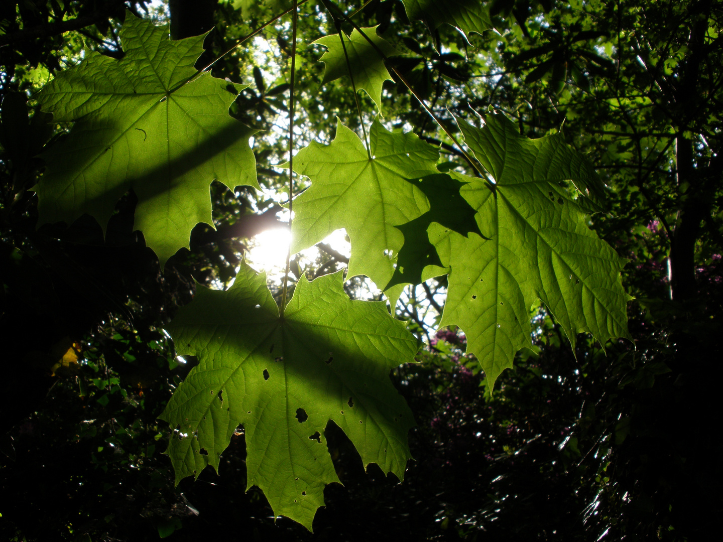 Sunshine through the Leaves