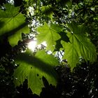 Sunshine through the Leaves