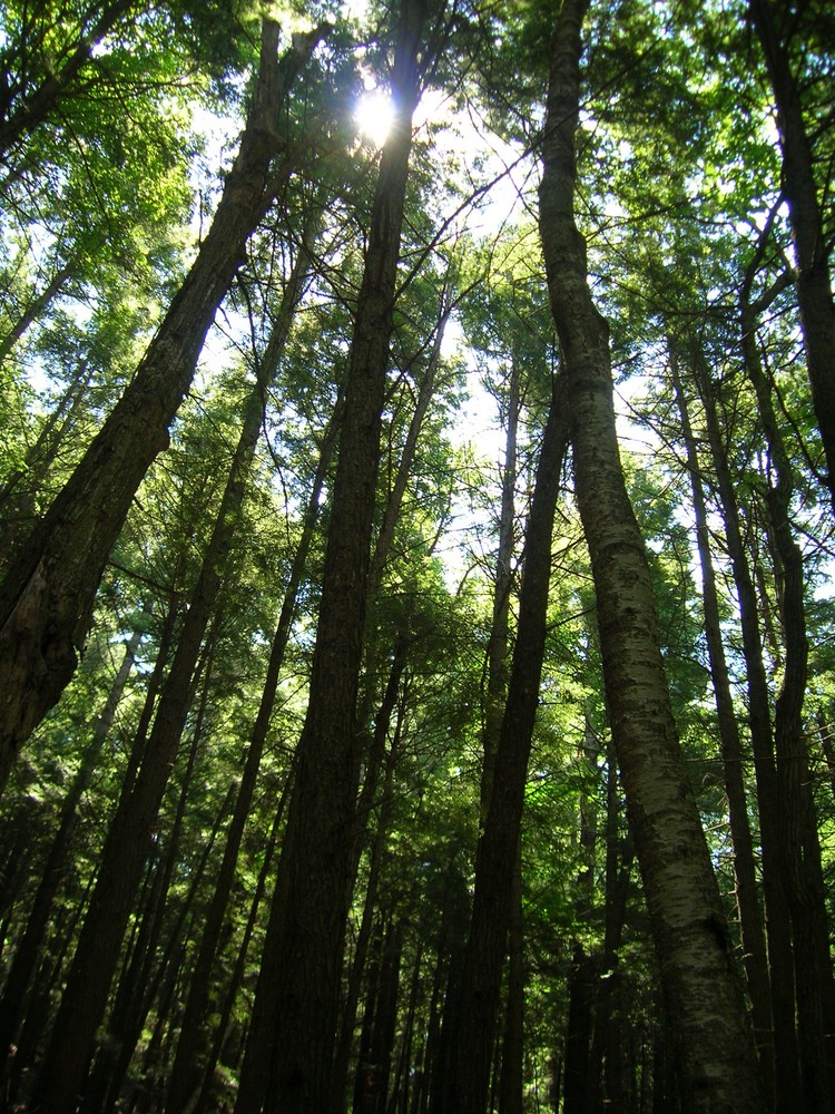 sunshine through the trees