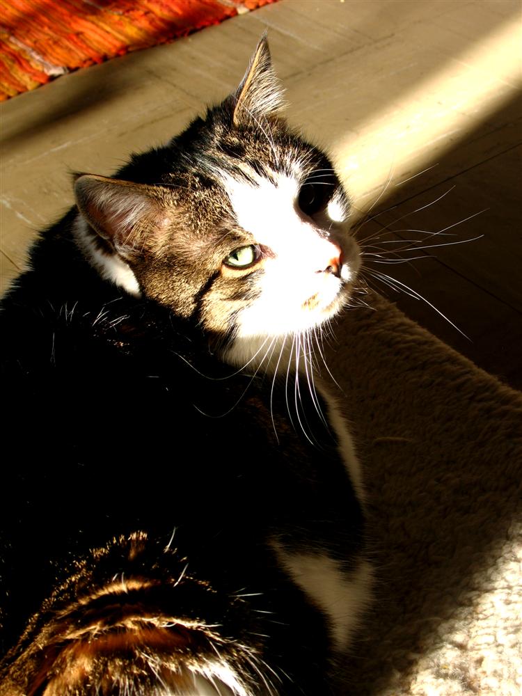 sunshine.cat