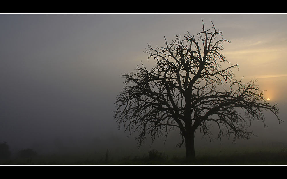 Sunsrise over fog