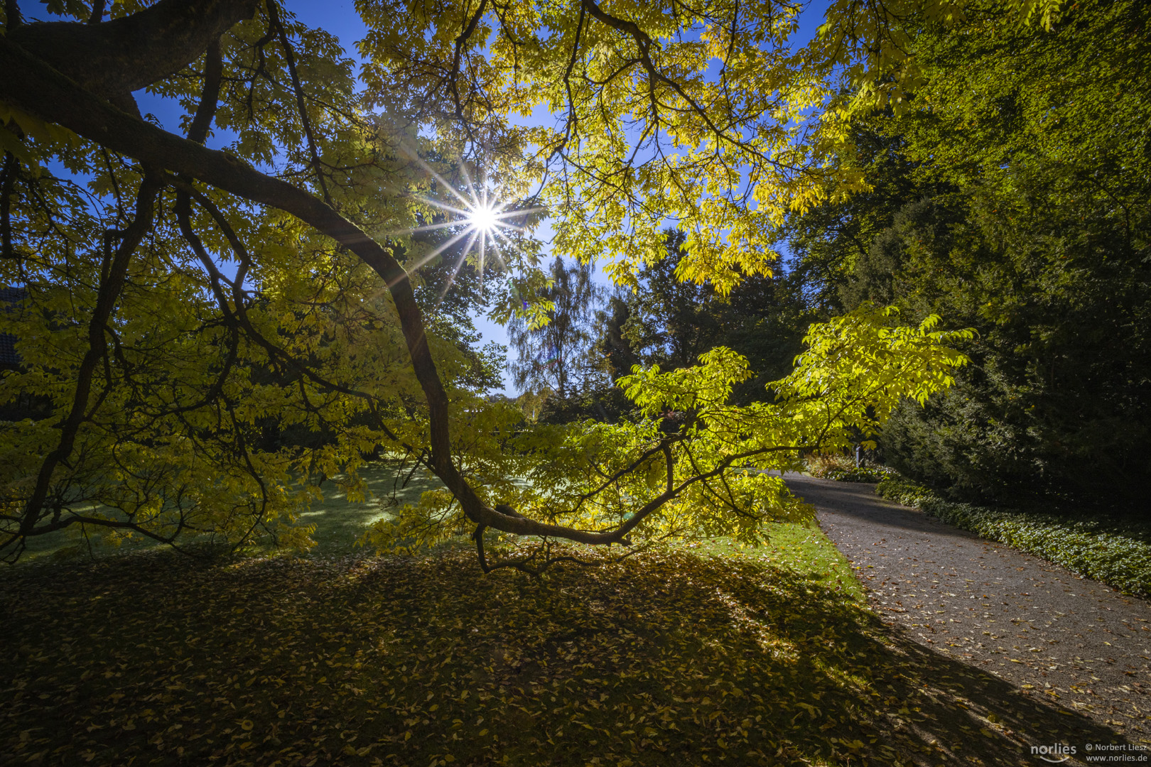 sunstar at the garden