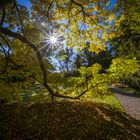 sunstar at the garden