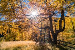 sunstar through the larch