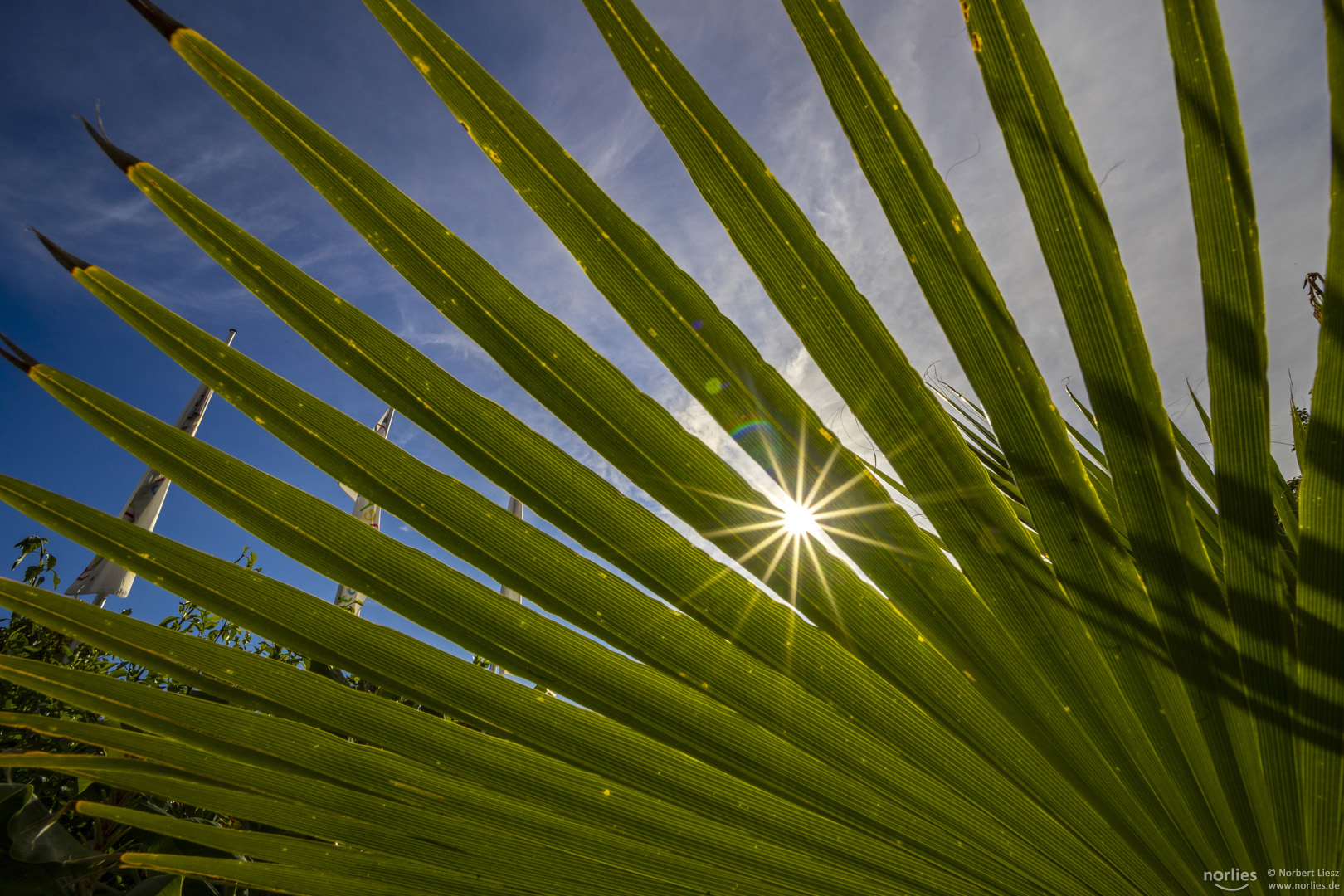 sunstar through the leaf