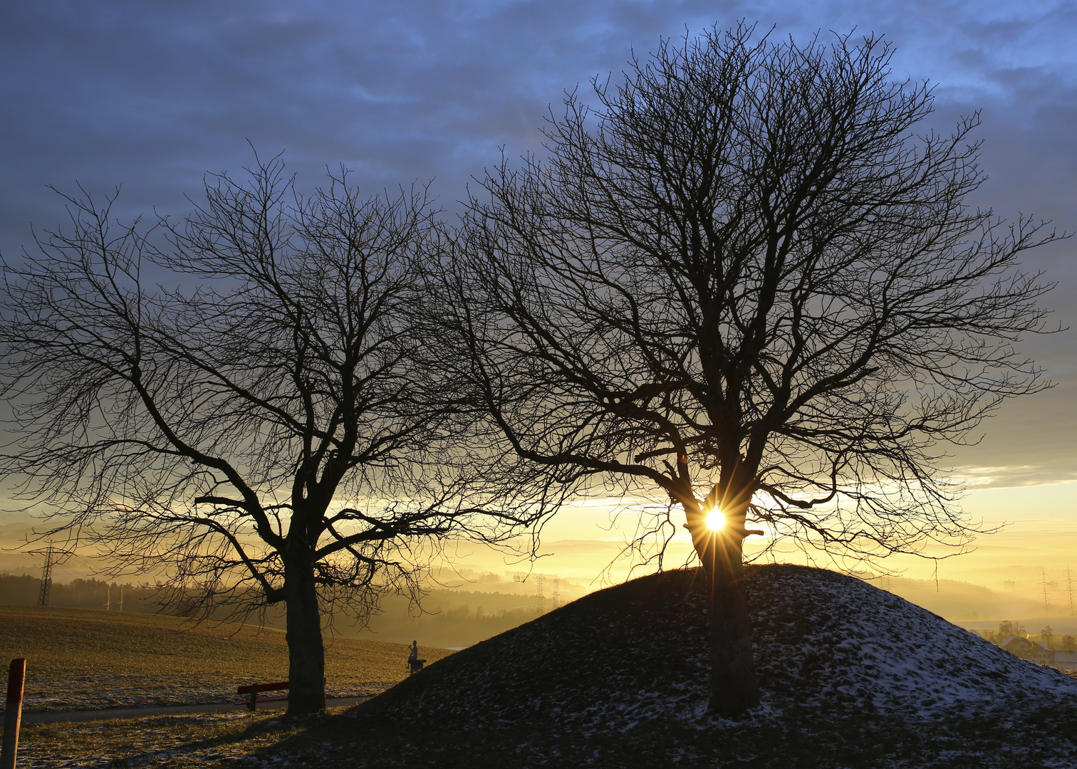 suntree