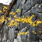 Suomenlinna, the barren growing base