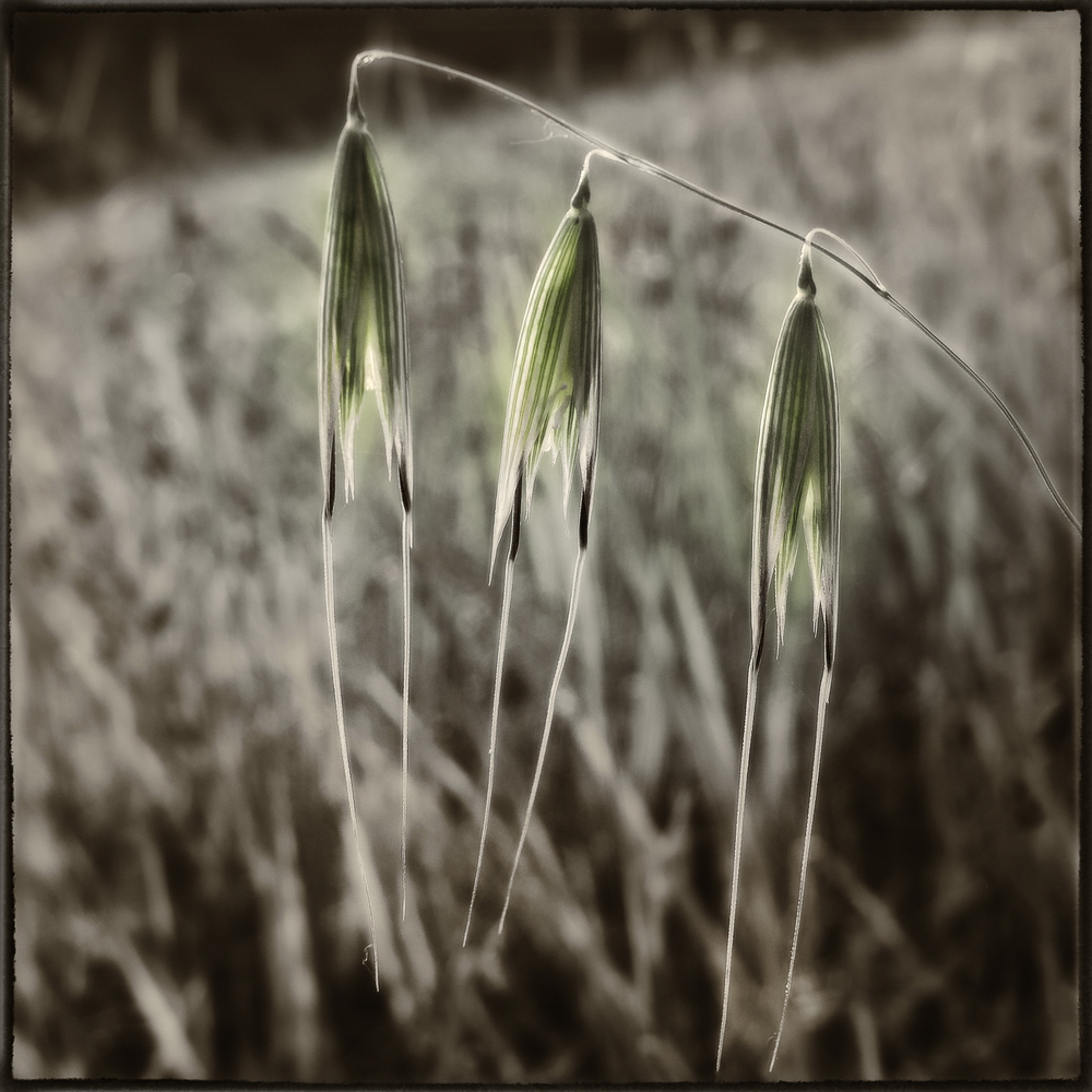 suonavi una foglia di fiore