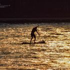 SUP auf dem Rhein