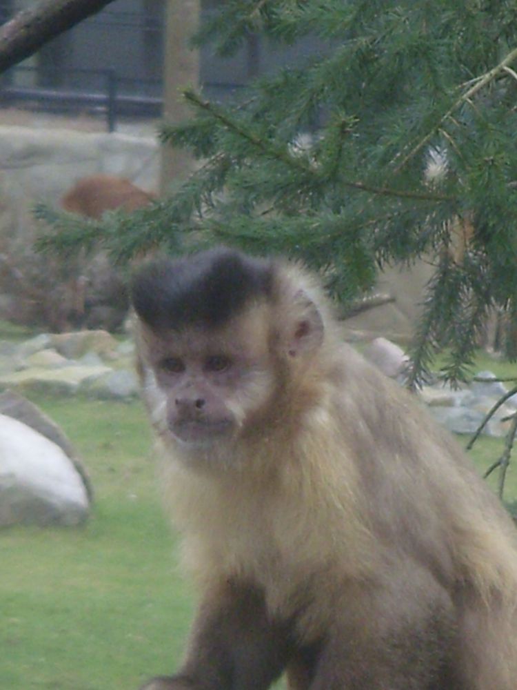 Super Affenleben im Rostocker Zoo von Seroquale 