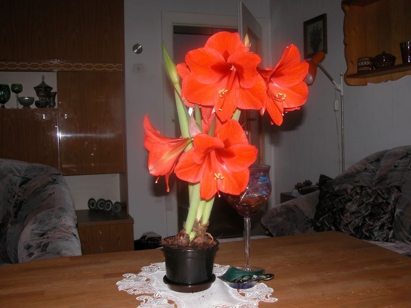 Super-Amaryllis