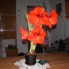 Super-Amaryllis