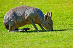 Super Bio-Rasenmäher - garantiert auch golfplatztauglich.