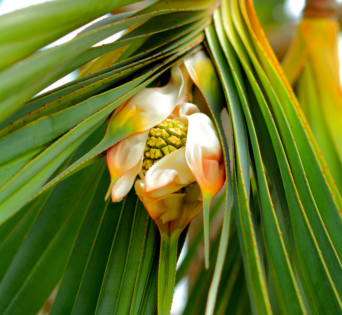 super-cool-tree-fresh-blossom